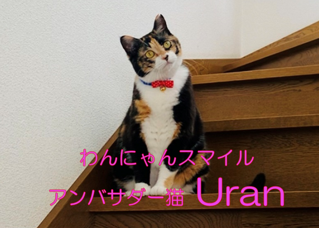 アンバサダー猫：ウランちゃんのお言葉カレンダーの記事情報