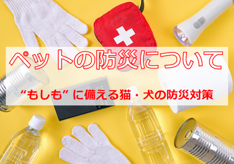 【ペットの防災】ペットの安心・安全を守ります！！の記事情報