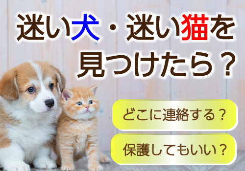 迷い犬・迷い猫をみつけたら？
の記事情報
