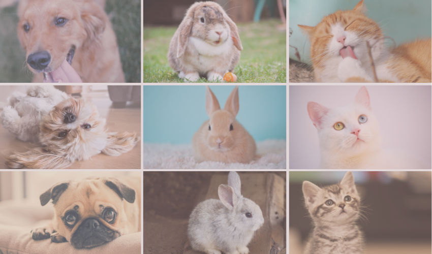 いろどり往診動物病院