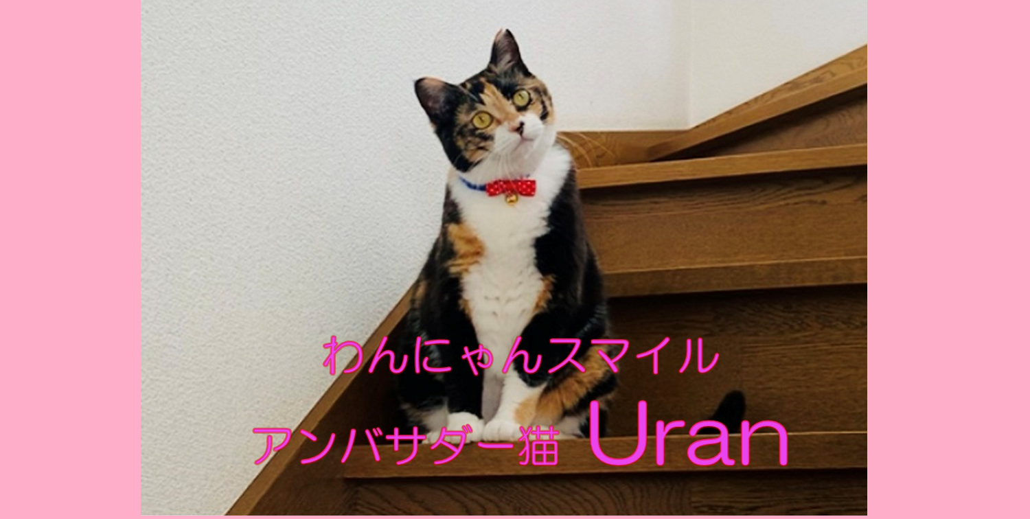 アンバサダー猫：ウランちゃん