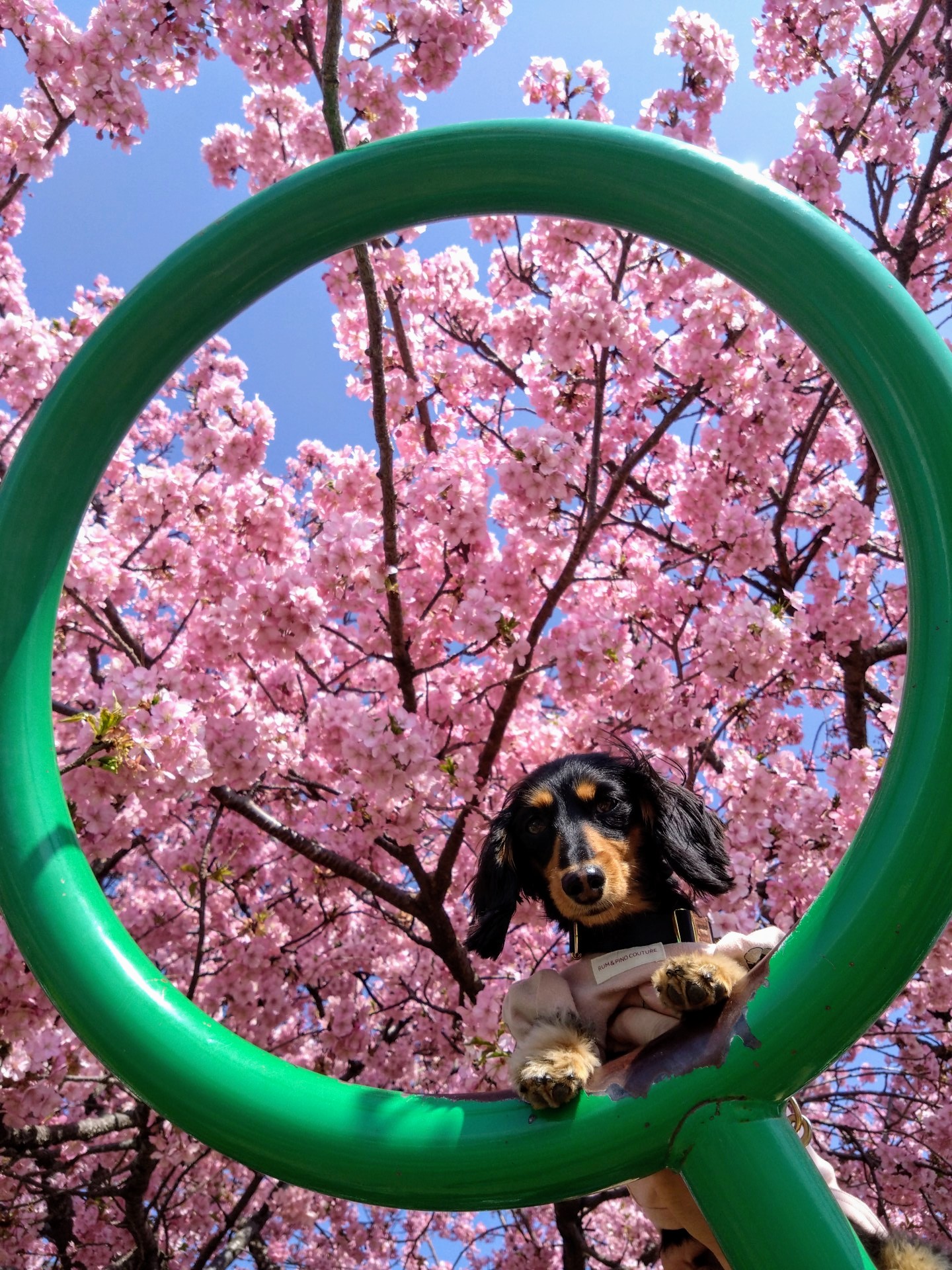 まつだ桜まつり