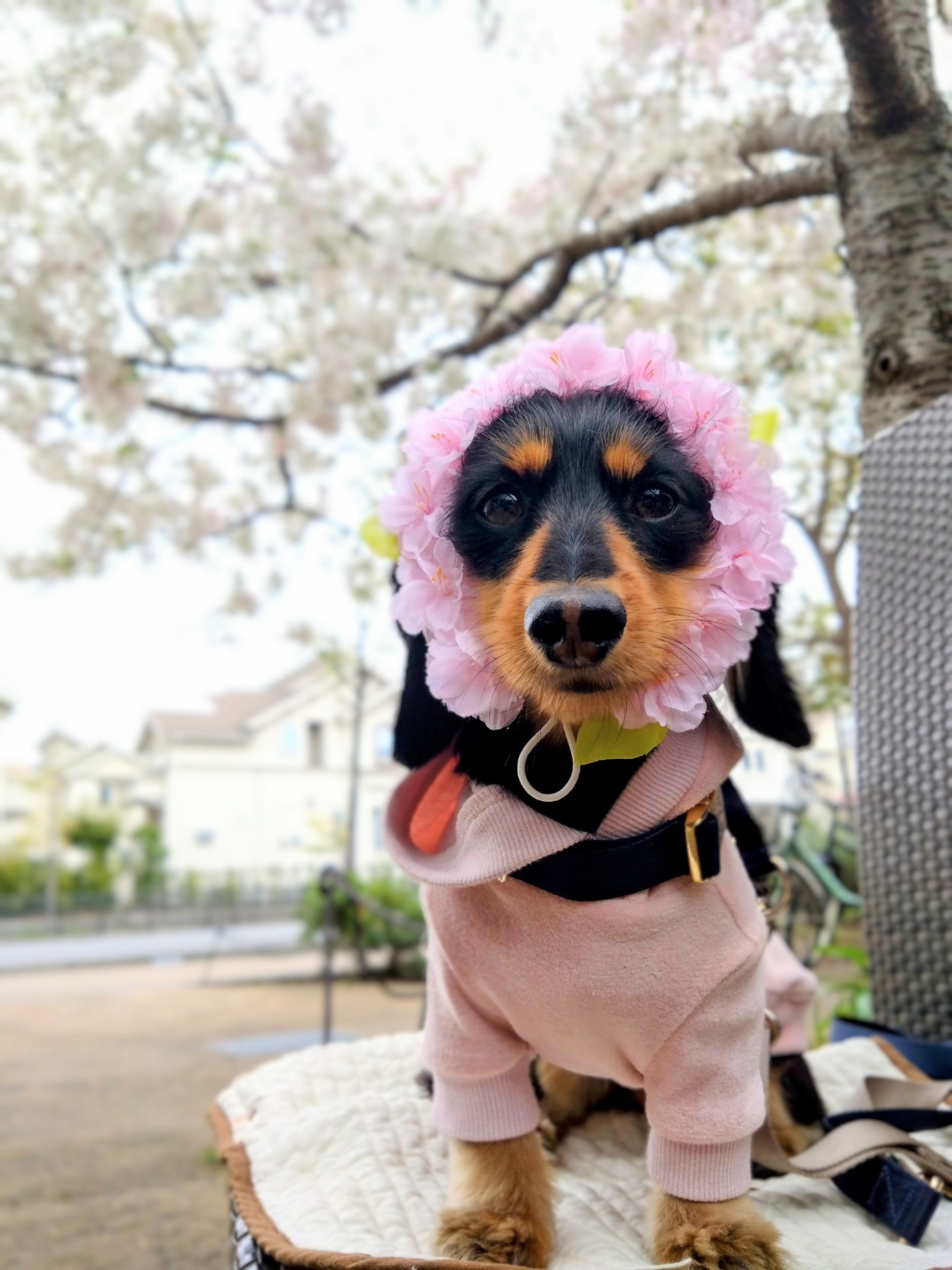 お花見