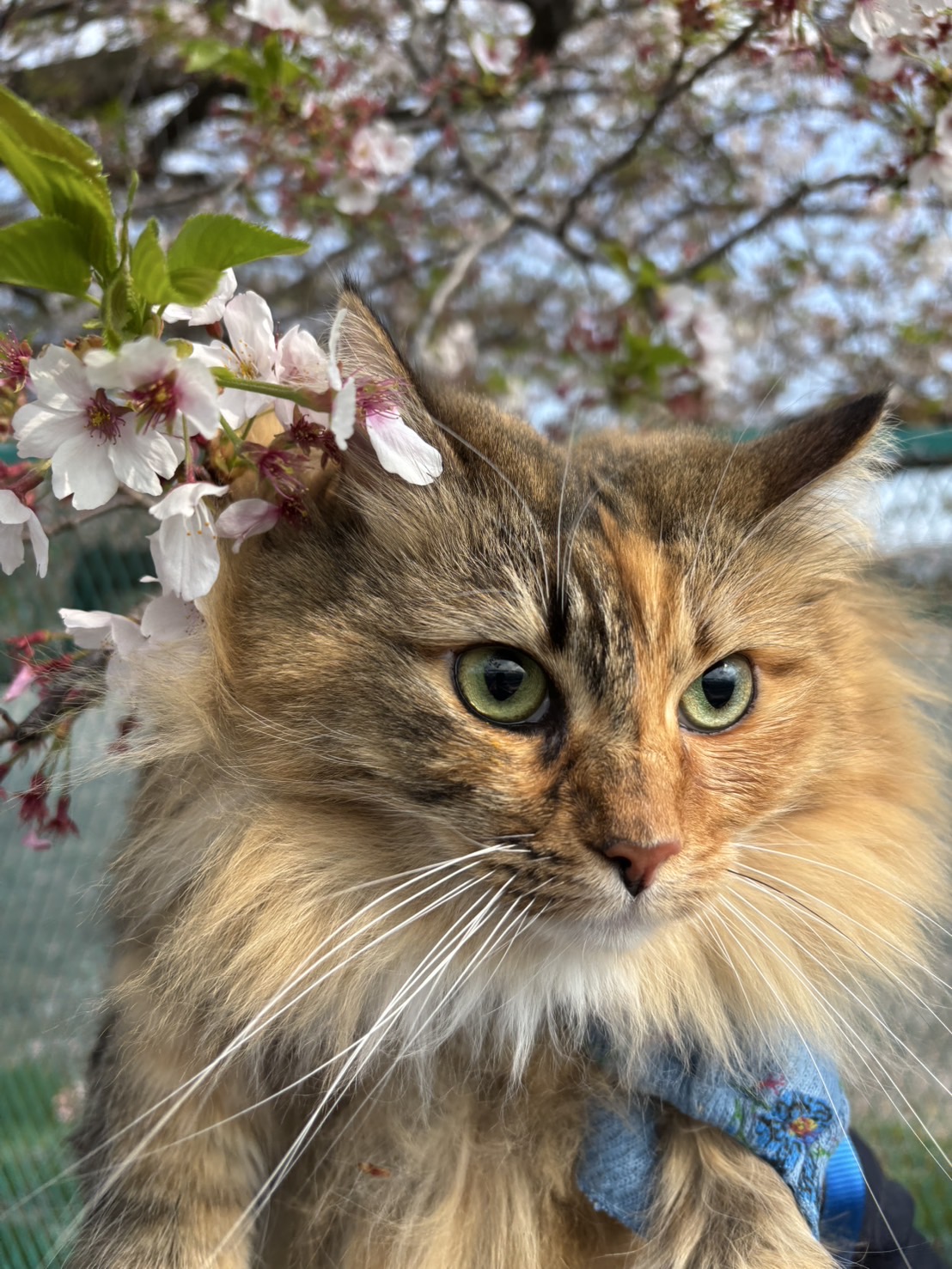 お花見